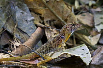 Brown Anole / Golfo Dulce (Norops polylepis) on leaf litter, Carara NP, Costa Rica