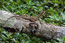 Juvenile Brown basilisk (Basiliscus vittatus), Carara NP, Costa Rica