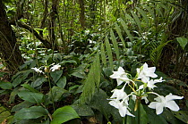Cloud forest understorey vegetation with flower, Costa Rica