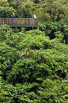 Tourists looking over cloud forest at Monteverde NP, Costa Rica