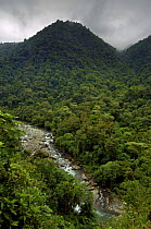 Cloud forest and river at Rio Grande de Orosi, Tapanti NP, Costa Rica