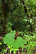 Cloud forest vegetation with Poor Man's Umbrella (Gunnera sp) in foreground, Tapanti NP, Costa Rica