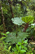 Poor man's umbrella (Gunnera sp) in cloud Forest, Tapanti NP, Costa Rica