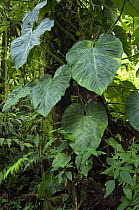 Cloud forest vegetation in Tapanti National Park, Costa Rica