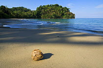 Coconut washed ashore on beach of Manuel Antonio National Park, Costa Rica