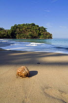 Coconut washed ashore on beach of Manuel Antonio National Park, Costa rica