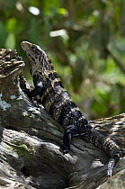 Spiny / Black iguana / Black ctenosaur (Ctenosaura similis) on tree trunk, Manuel Antonio NP, Costa Rica
