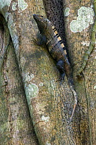 Spiny / Black Iguana / Black ctenosaur (Ctenosaura similis) on fig tree, Carara NP, Costa Rica
