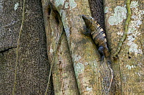 Spiny / Black iguana / Black ctenosaur (Ctenosaura similis) in fig tree, Carara NP, Costa Rica