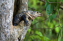 Spiny / Black iguana / Black ctenosaur (Ctenosaura similis) in tree, Manuel Antonio NP, Costa Rica