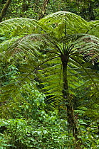 Giant tree fern (Cyathea sp.), Tapanti NP, Costa Rica