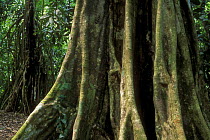 Buttress roots of Fig tree (Ficus sp), Carara National Park, Costa Rica