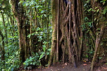 Strangler fig roots (Ficus sp), Carara National Park, Costa Rica