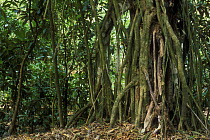 Strangler Fig roots (Ficus sp), Carara National Park, Costa Rica