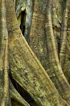 Buttress roots of Fig tree {Ficus sp}, Carara NP, Costa Rica