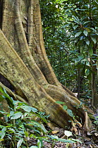 Buttress roots of Fig tree (Ficus sp), Carara NP, Costa Rica