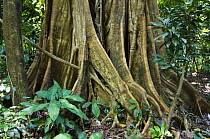 Buttress roots of Fig tree (Ficus sp), Carara NP, Costa Rica