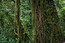 Strangler fig roots (Ficus sp), Carara NP, Costa Rica