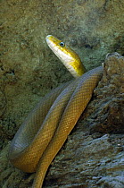 Green rat snake (Elaphe triaspis) captive, Costa Rica.