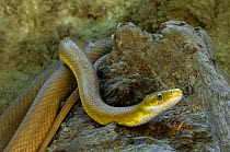 Green rat snake (Elaphe triaspis), captive, Costa Rica
