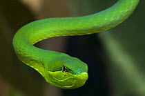 Green vine snake (Oxybelis fulgidus), captive, Costa Rica