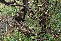 Twisted Lianas in Palo Verde NP, Costa Rica
