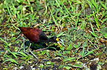 Northern jacana (Jacana spinosa) foraging in swamp, Palo Verde NP, Costa Rica