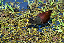 Northern jacana (Jacana spinosa) foraging in swamp, Palo Verde NP, Costa Rica