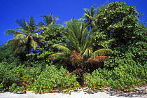 Palm trees along beach of Manuel Antonio National Park, Costa Rica