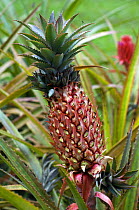 Pineapple plant with fruit (Ananas comosus) in botanical garden, Costa Rica