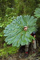 Man sticking head through Poor man's umbrella (Gunnera insignis) in cloud forest, Tapanti NP, Costa Rica