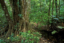 Tropical Rainforest habitat, Carara National Park, Costa Rica