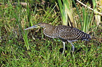 Bare throated tiger heron (Tigrisoma mexicanum) stalking prey in swamp, Palo Verde NP, Costa Rica