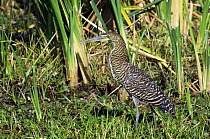 Bare throated tiger heron (Tigrisoma mexicanum) in swamp, Palo Verde NP, Costa Rica