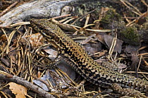 Common wall lizard (Podarcis muralis) on forest floor showing camouflage colours, Luxembourg