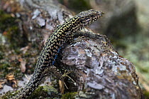 Common wall lizard (Podarcis muralis) on forest floor, Luxembourg
