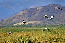 American wood ibis / storks (Mycteria americana) flying, Palo Verde NP, Costa Rica