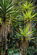Spineless Yucca (Yucca gigantea) in botanical garden, Costa Rica