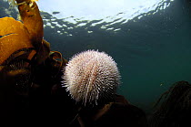 Common sea urchin / Edible sea urchin (Echinus esculentus) with kelp under the sea, Mull, Scotland