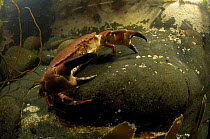 European edible crab (Cancer pagurus), underwater, Mull, Scotland