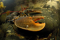 European / Common lobster (Homarus gammarus) with large barnacle encrusted claws, underwater, Mull, Scotland