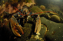 European / Common lobster (Homarus gammarus) underwater, Mull, Scotland