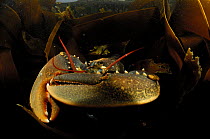 European / Common lobster (Homarus gammarus) with large claws hiding in kelp, underwater, Mull, Scotland