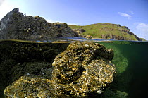 Split level shot with Scottish coastline above and underwater Barnacle (Balanus balanoides) encrusted rock, UK