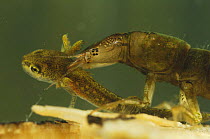 Great diving beetle (Dytiscus marginalis) larva crushing juvenile newt prey in jaws, Germany