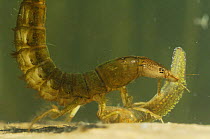 Larval Great diving beetle (Dytiscus marginalis) with juvenile newt prey in jaws, Germany