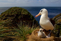 Black browed albatross (Thalassarche melanophrys) at nest with chick, Falkland Islands