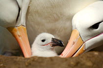 Black browed albatross (Thalassarche melanophrys) parents tending chick, Falkland Islands