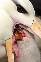Black browed albatross (Thalassarche melanophrys) regurgitating food for chick, Falkland Islands