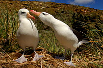 Black browed albatrosses (Thalassarche melanophrys) peforming courtship dance, Falkland Islands
